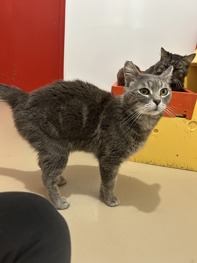 Troy, an adoptable Domestic Short Hair in Salmon, ID, 83467 | Photo Image 2
