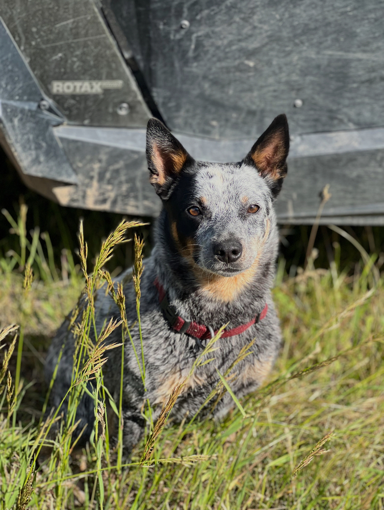Sadie, an adoptable Corgi in Salmon, ID, 83467 | Photo Image 1