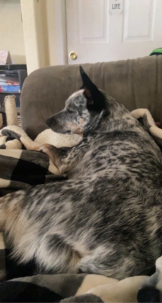 Sadie, an adoptable Corgi in Salmon, ID, 83467 | Photo Image 2