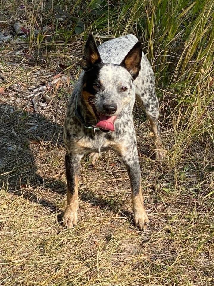 Sadie, an adoptable Corgi in Salmon, ID, 83467 | Photo Image 3
