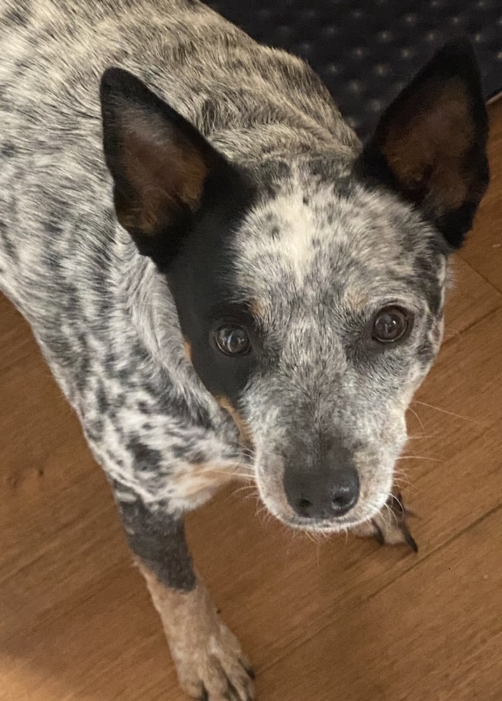 Sadie, an adoptable Corgi in Salmon, ID, 83467 | Photo Image 4