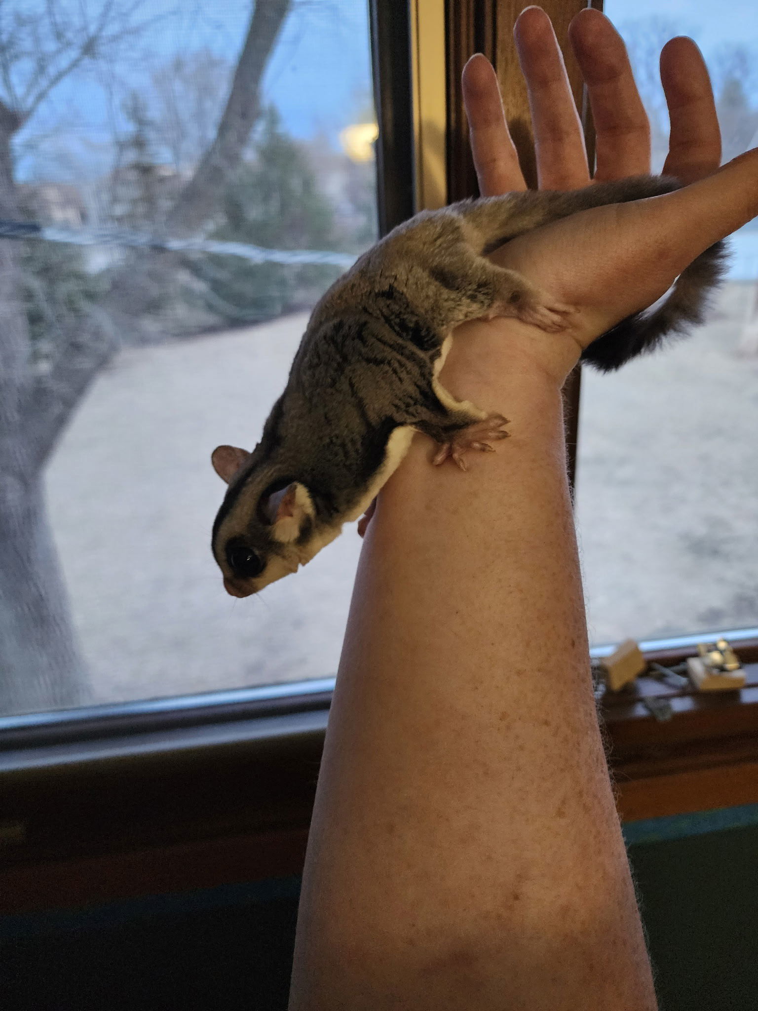 Sylvester and Ceasar