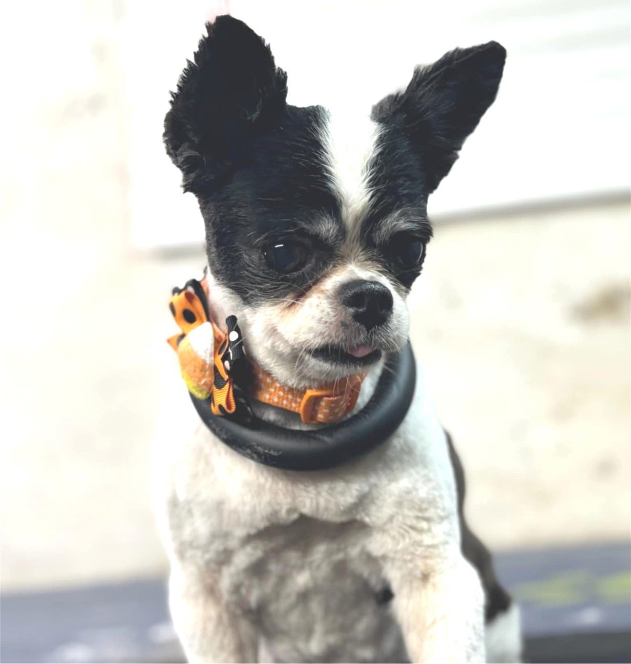 Roxy Roo " Soft Cuddler "