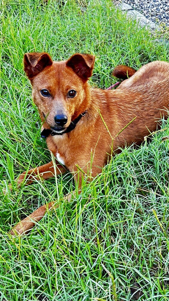 Reba