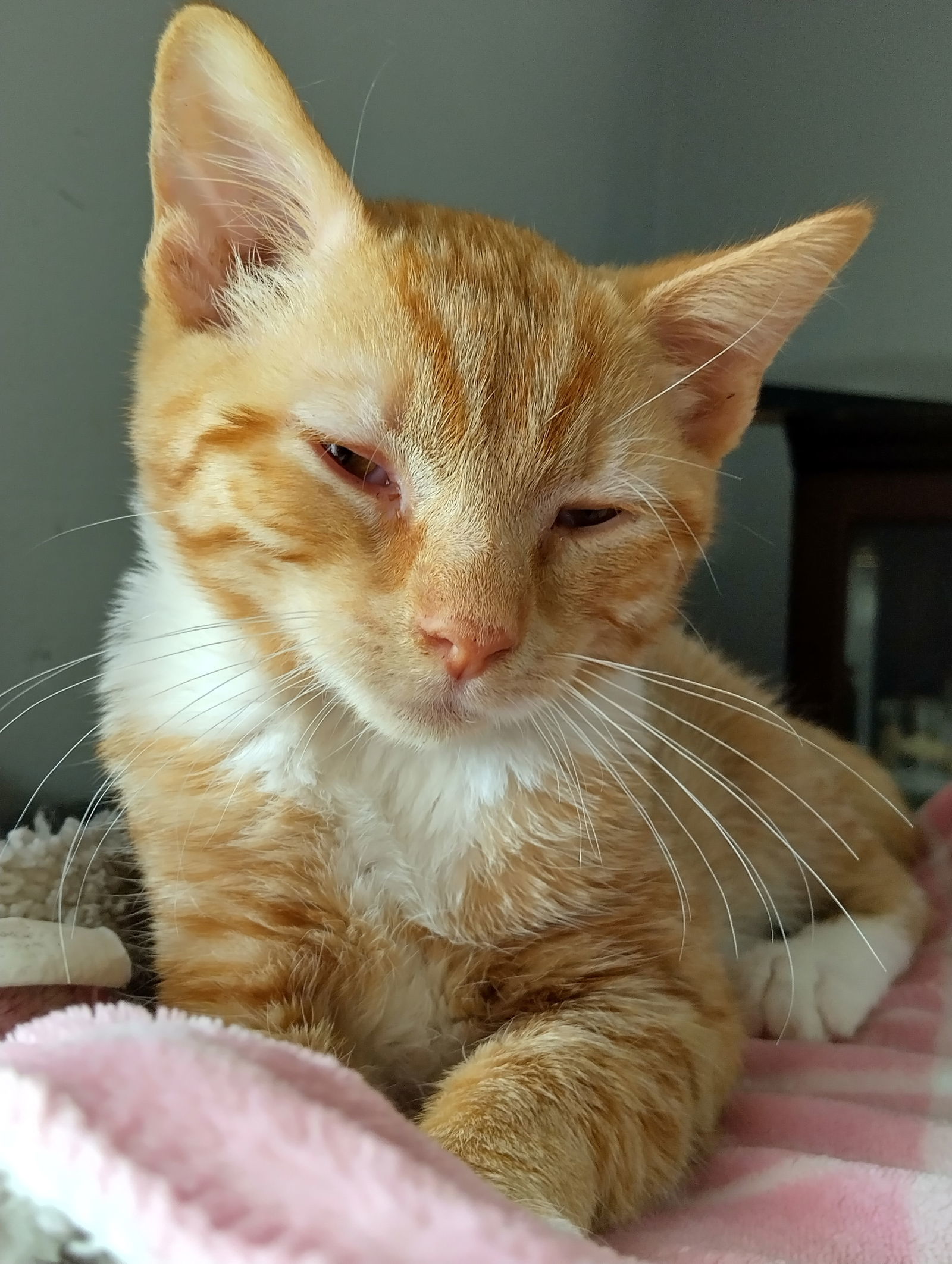 Klinsi (foster kitten)