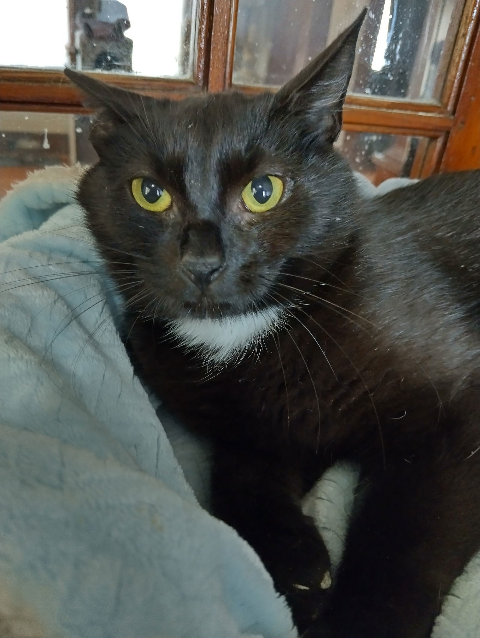 Ayla (foster cat)