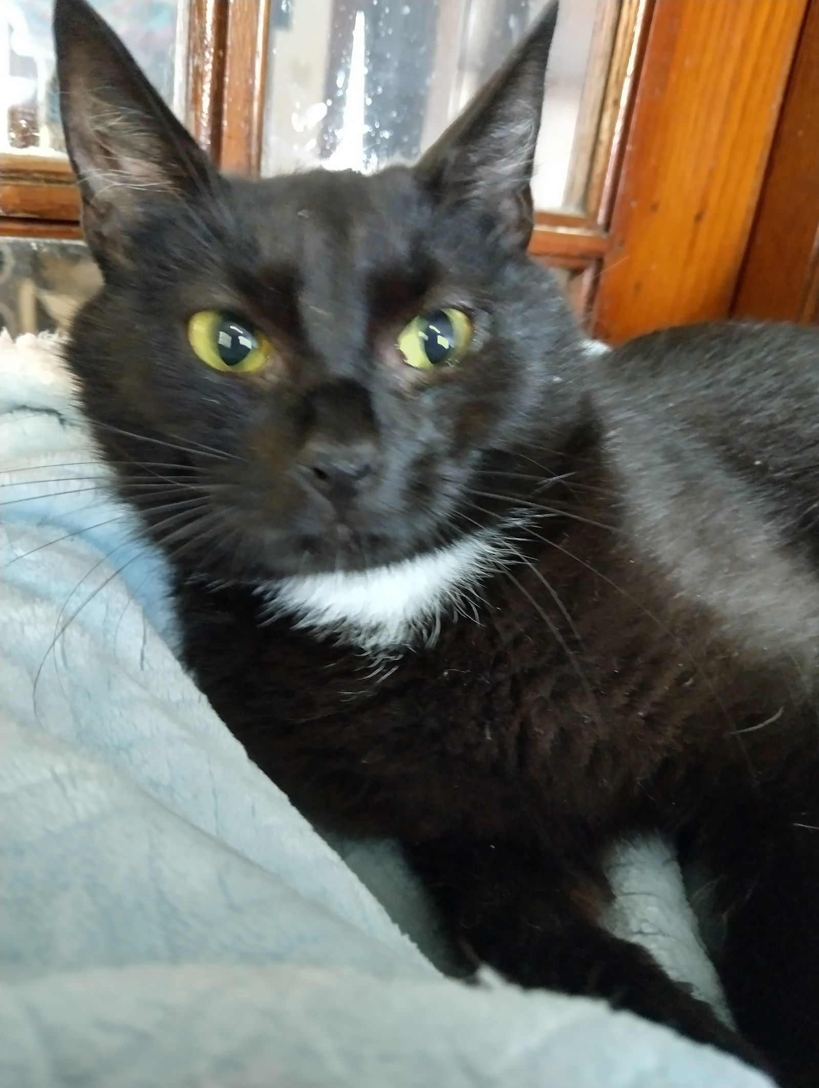 Ayla (foster cat)