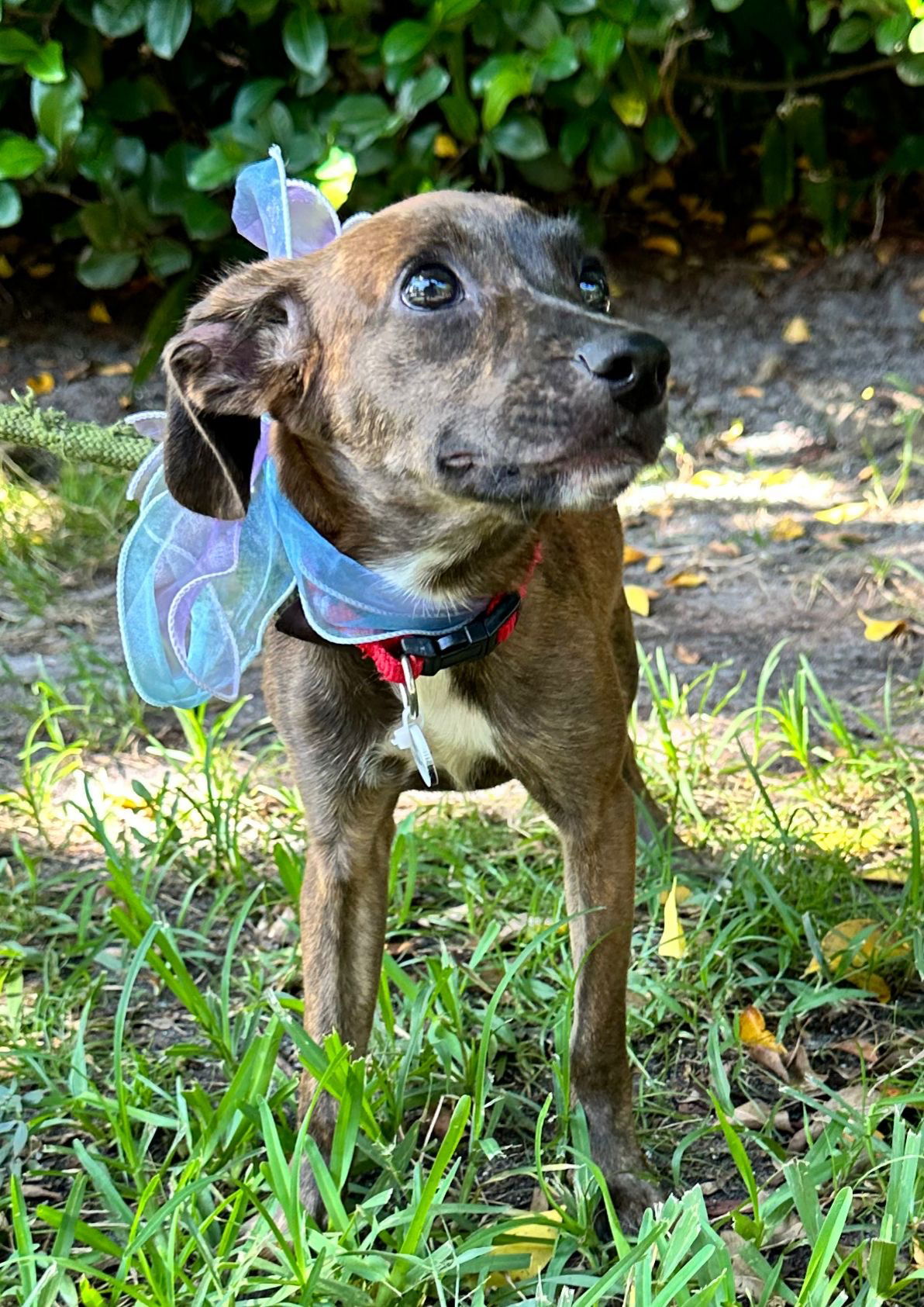 Nala