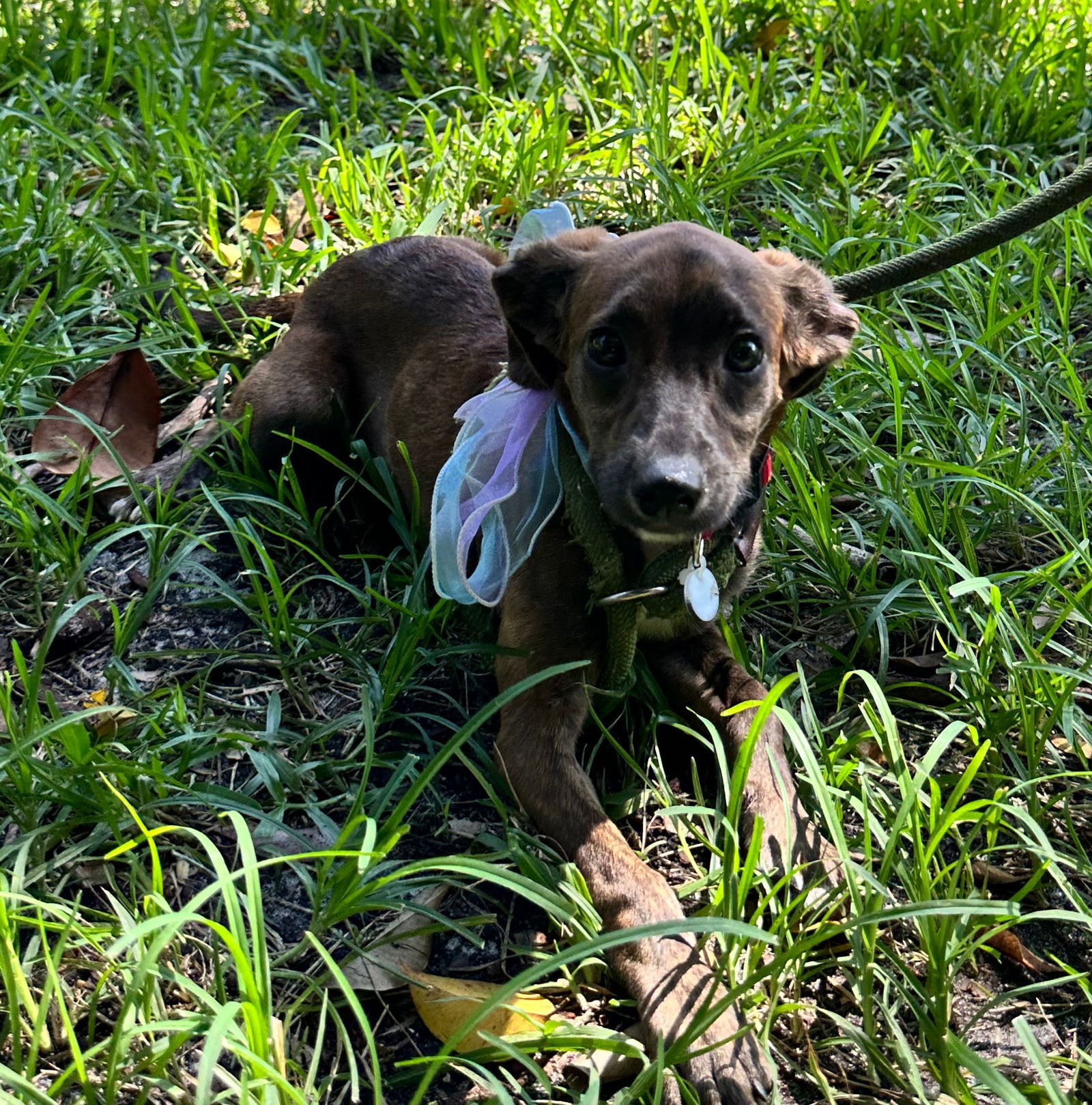 Nala
