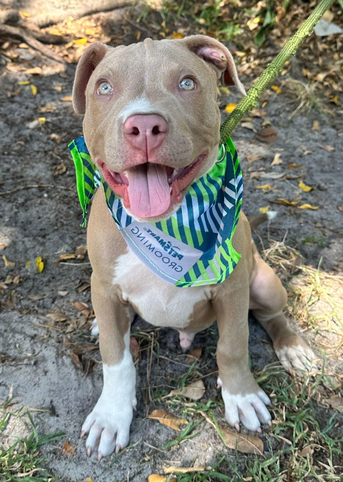 DOZER