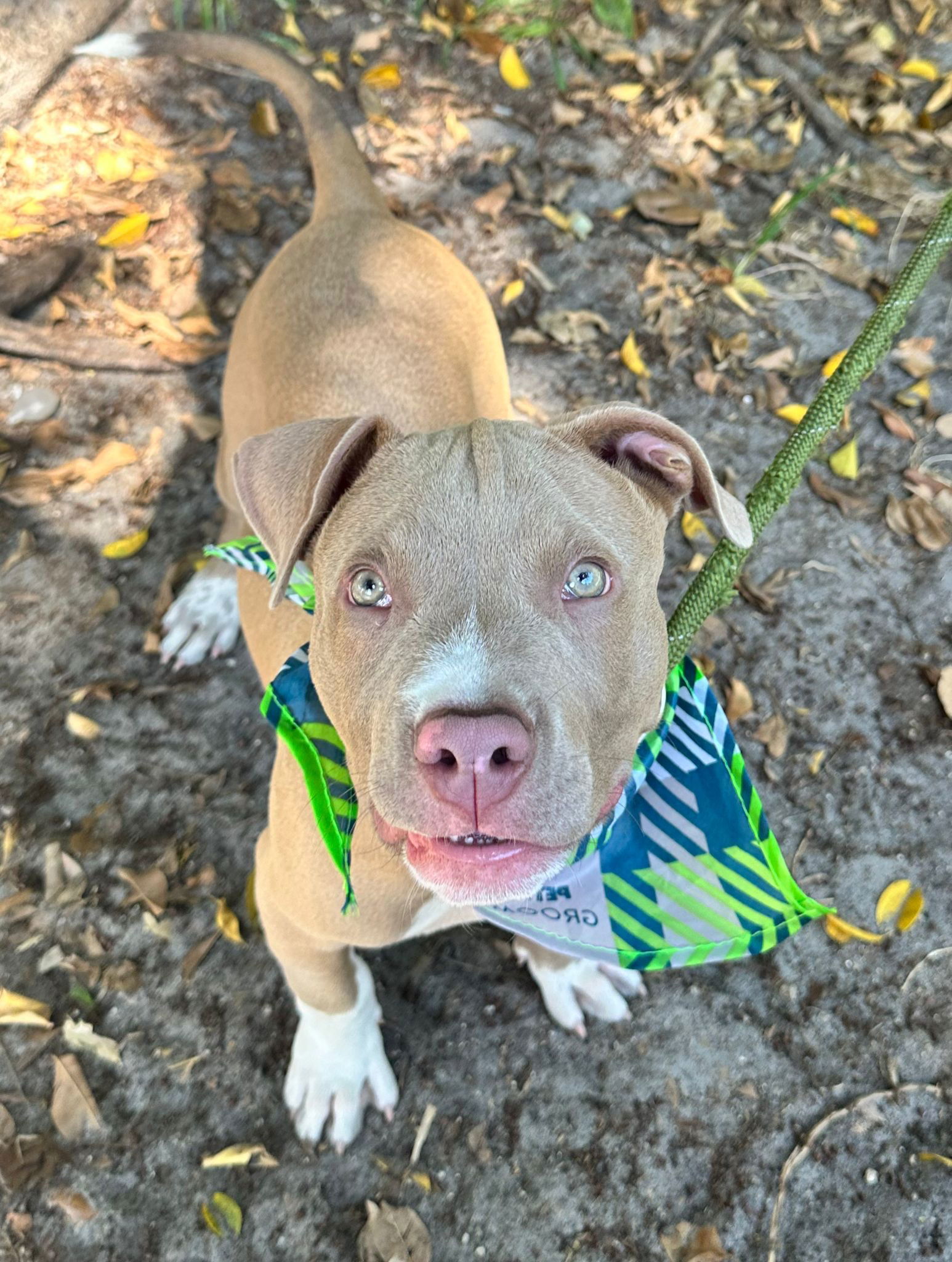 DOZER