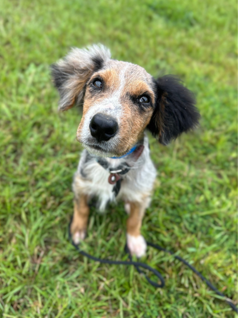 Scout