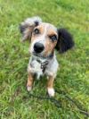 Scout photo 1