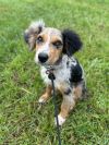 Scout photo 2