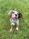 Scout photo 4