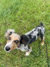 Scout photo 5