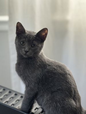 Sapphire *, Baby Female unknown
