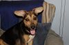 Dixie photo 1