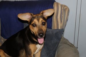 Dixie, Young Female unknown