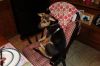 Dixie photo 2