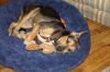 Dixie photo 3