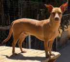 Dobby