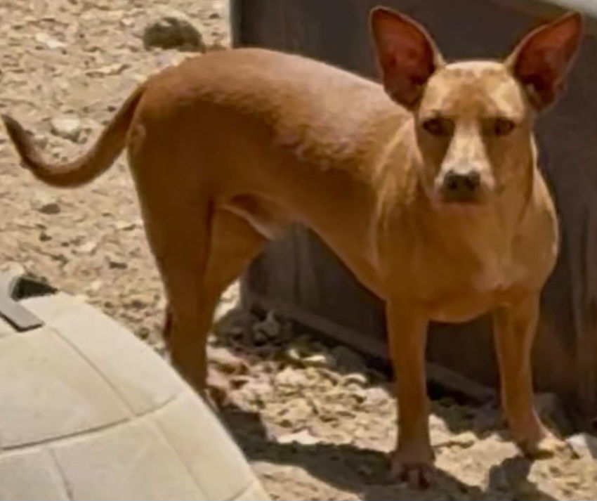 Dobby