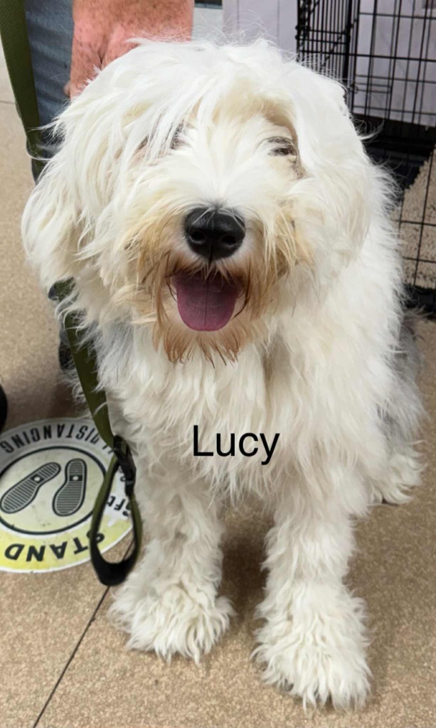 Lucy