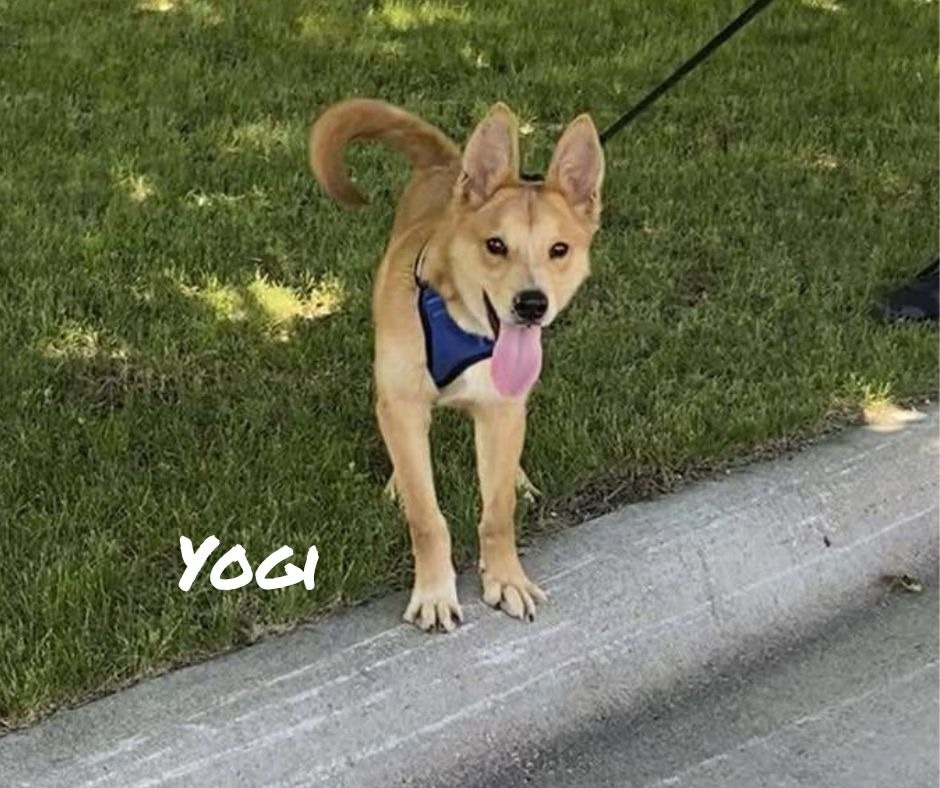 Yogi, an adoptable Cattle Dog in Elbow Lake, MN, 56531 | Photo Image 1