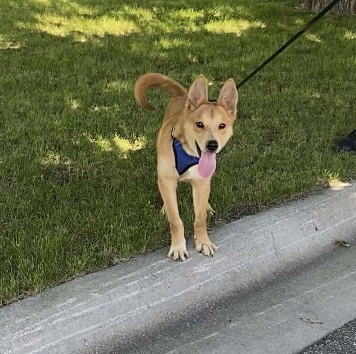 Yogi, an adoptable Cattle Dog in Elbow Lake, MN, 56531 | Photo Image 3
