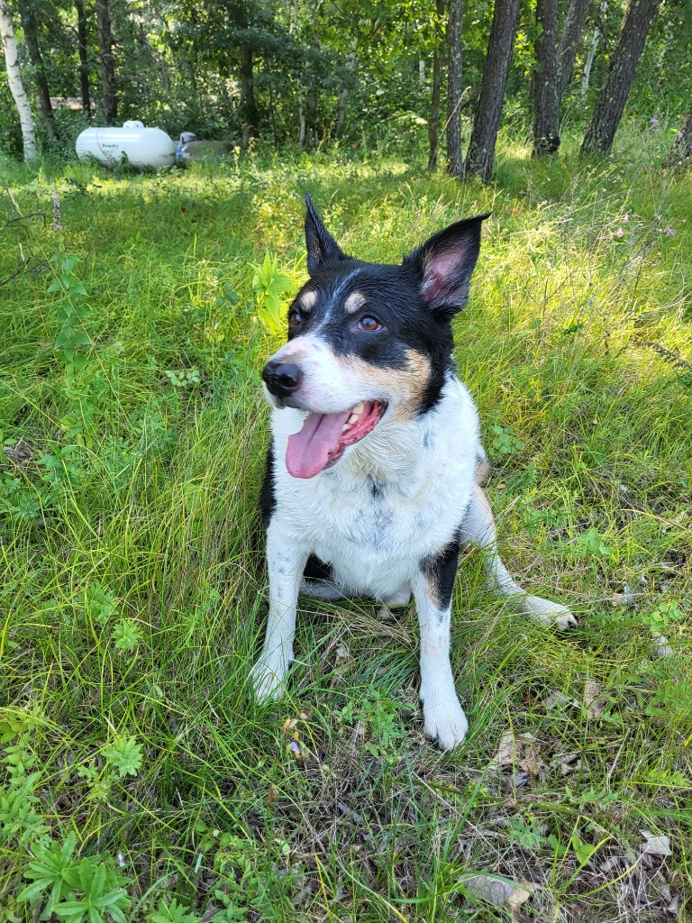 Miley, an adoptable Cattle Dog, Collie in Elbow Lake, MN, 56531 | Photo Image 1