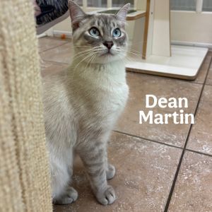Dean Martin, Young Male unknown