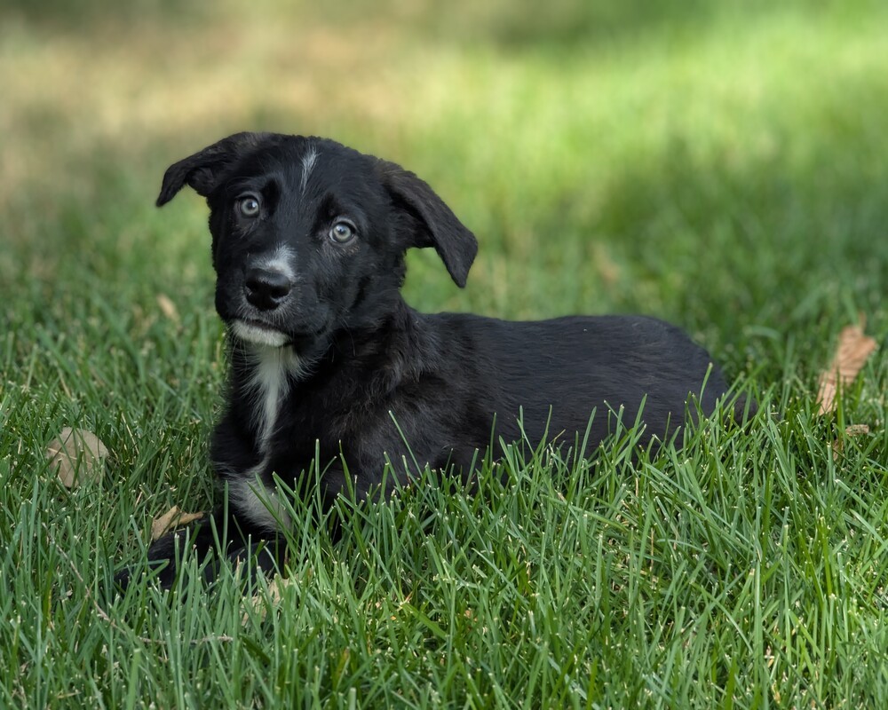 BEAU
