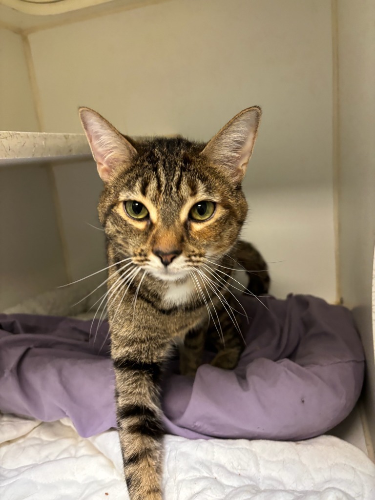 Blossom/Lizzi (Burton France)