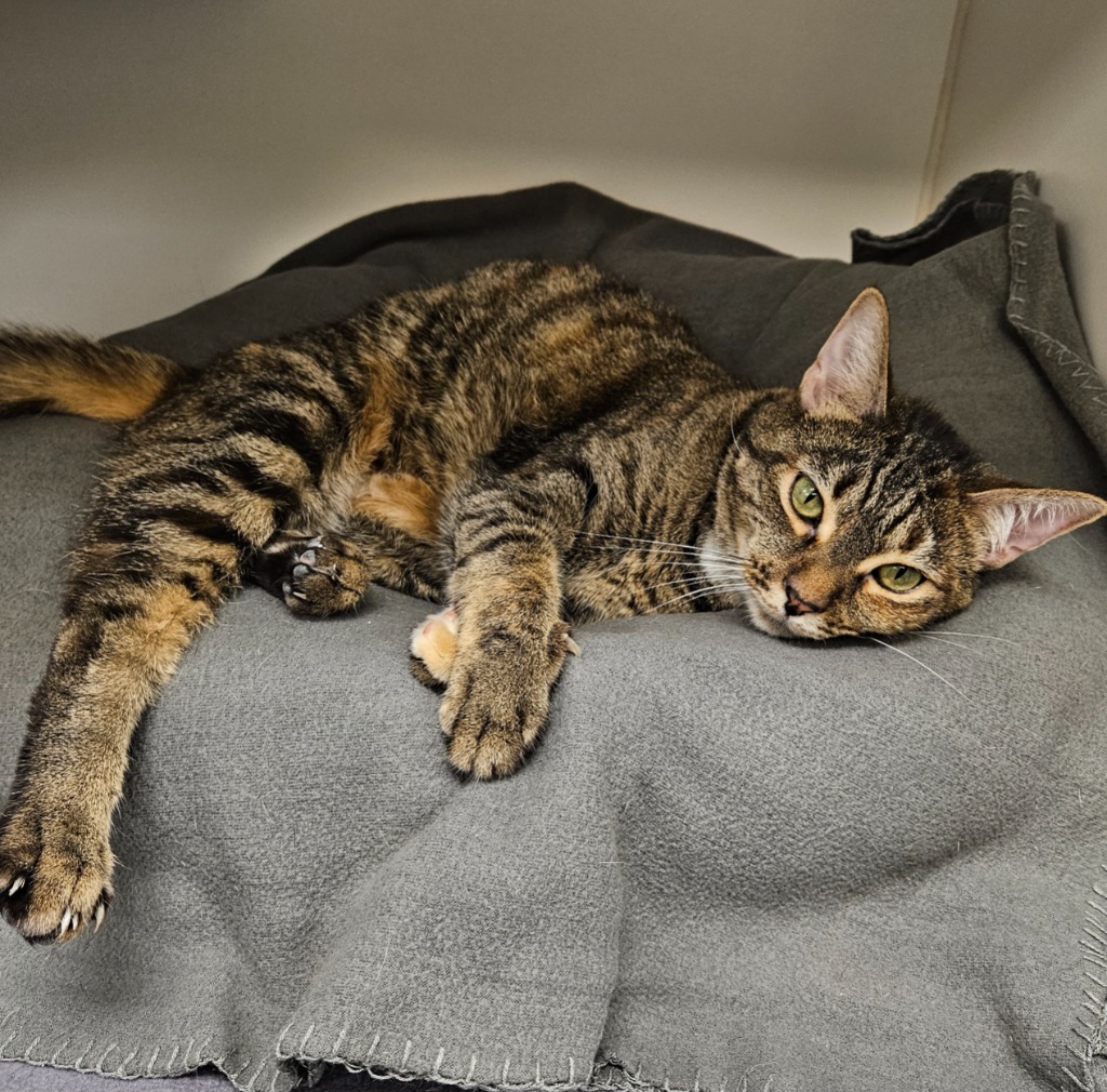 Blossom/Lizzi (Burton France)