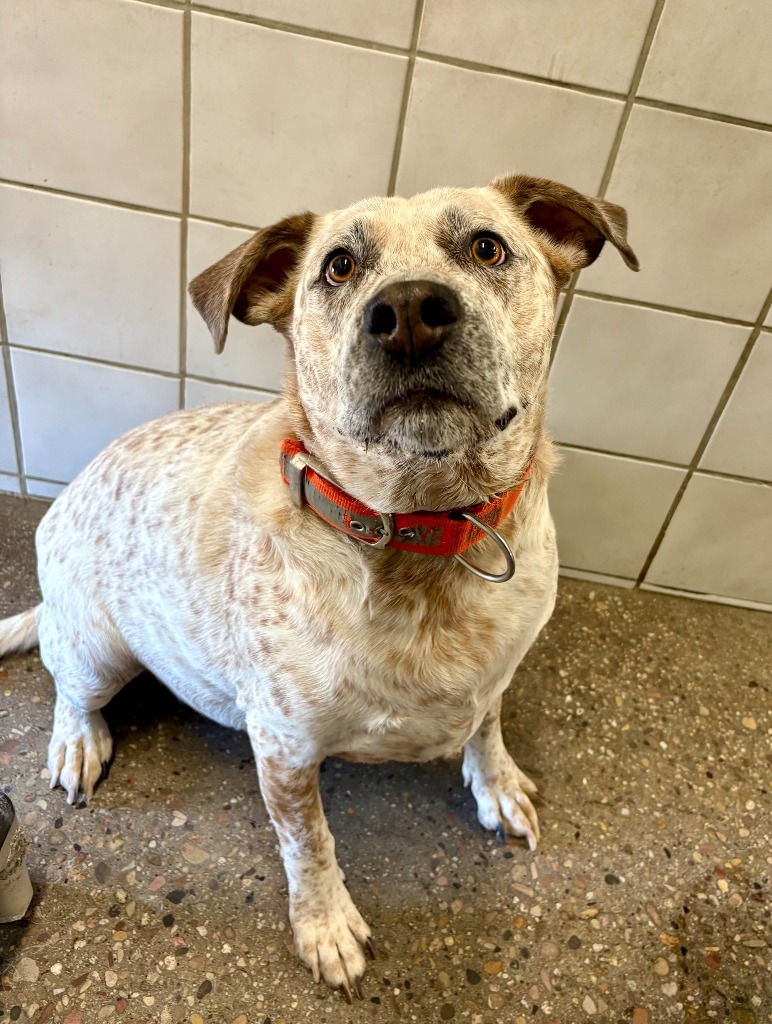 Otis, an adoptable Cattle Dog, Mixed Breed in Rock Springs, WY, 82901 | Photo Image 1