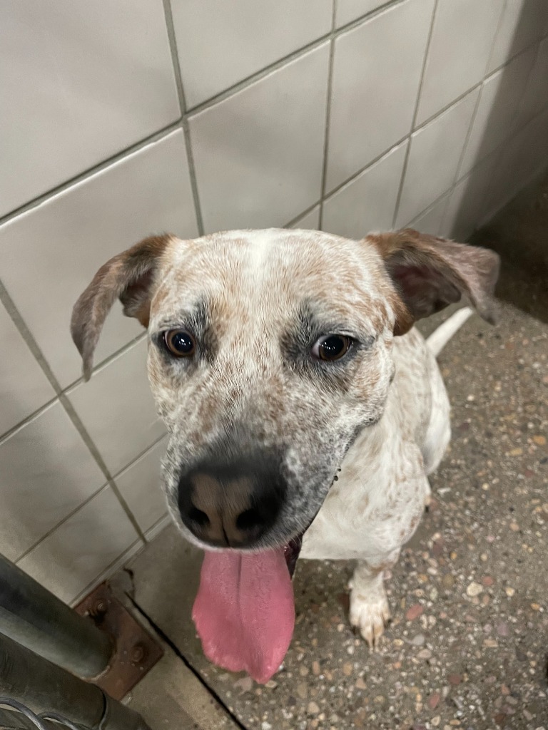 Otis, an adoptable Cattle Dog, Mixed Breed in Rock Springs, WY, 82901 | Photo Image 2