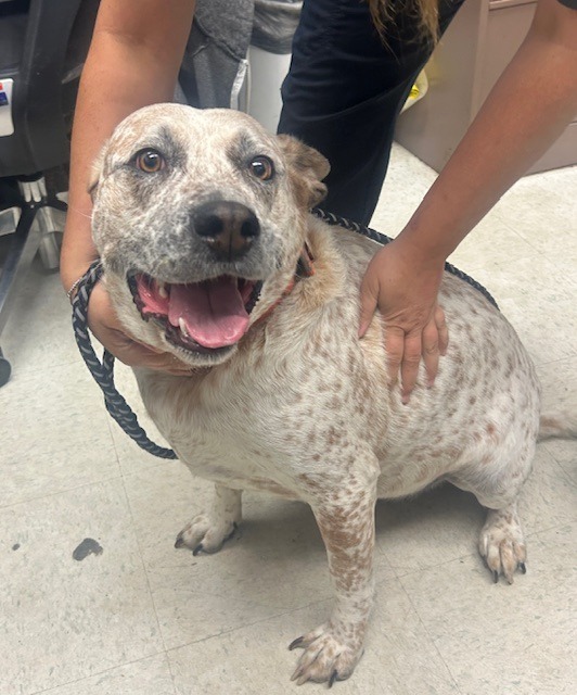 Otis, an adoptable Cattle Dog, Mixed Breed in Rock Springs, WY, 82901 | Photo Image 3