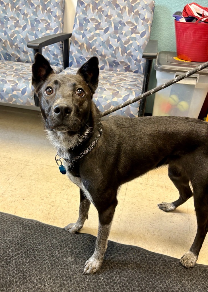 Oreo, an adoptable Australian Cattle Dog / Blue Heeler, Mixed Breed in Rock Springs, WY, 82901 | Photo Image 1