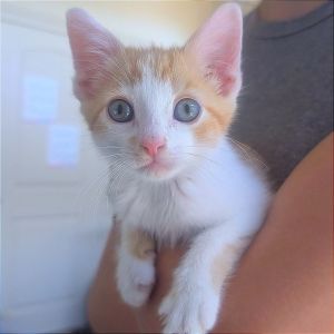 Ed Sheeran, Baby Male unknown