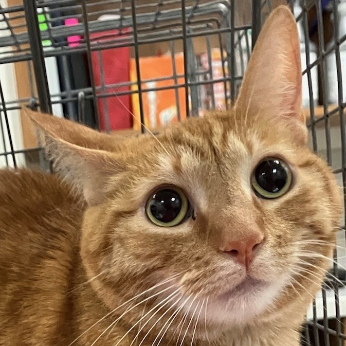 Ginger