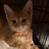 Ginger photo 2