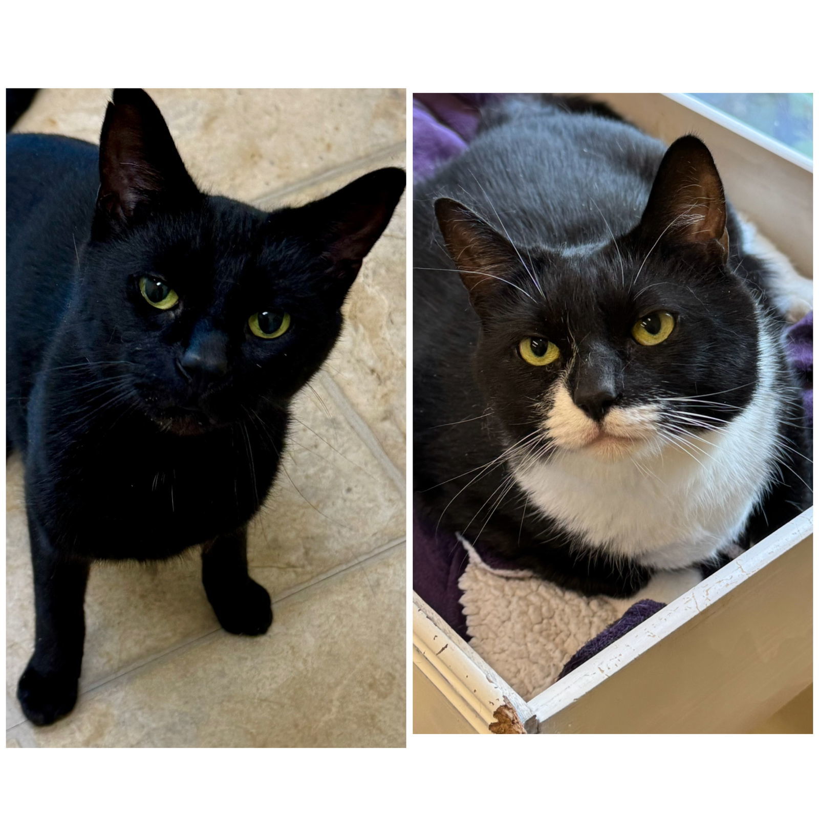 Luna and Binx