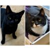 Luna and Binx photo 1