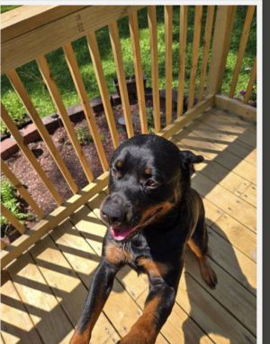 Rottweiler , Rottweiler, Young Female unknown
