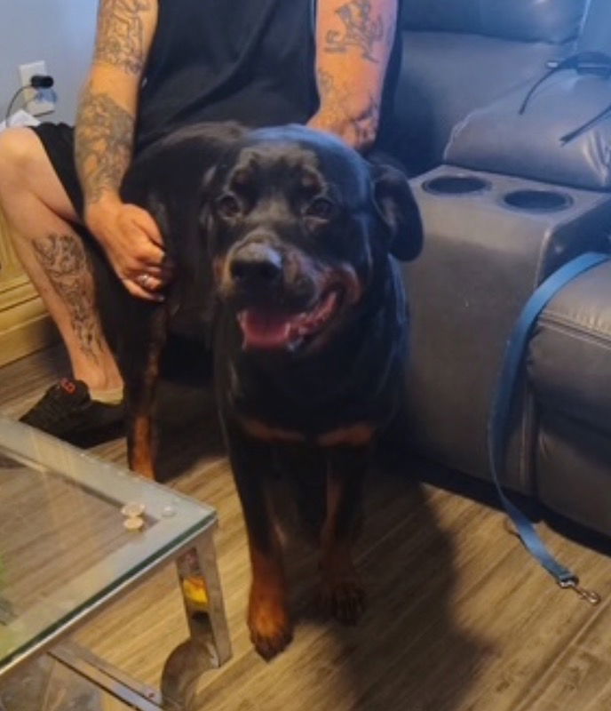 Rottweiler , Rottweiler