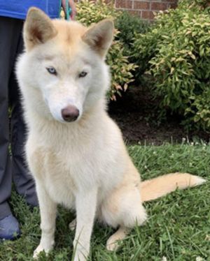 Siberian Husky, Young Female unknown