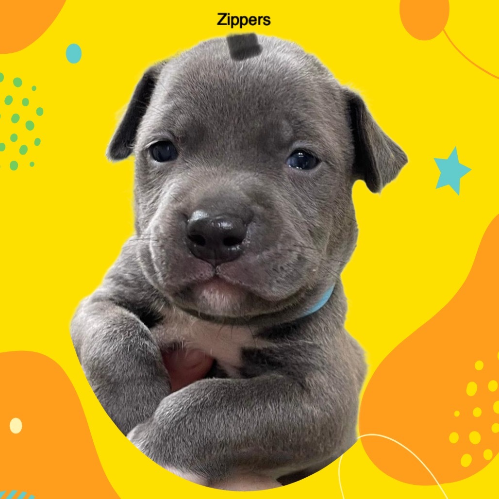 Zippers A459510