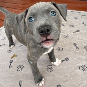 Zippers A459510, Baby Male unknown
