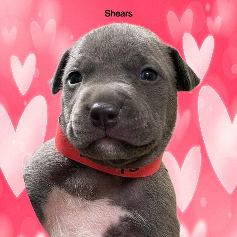 Shears A459514
